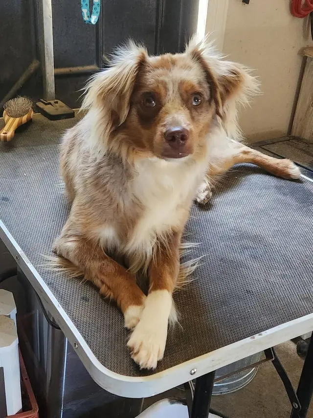 Westmoreland Veterinary Clinic — customer photo 1