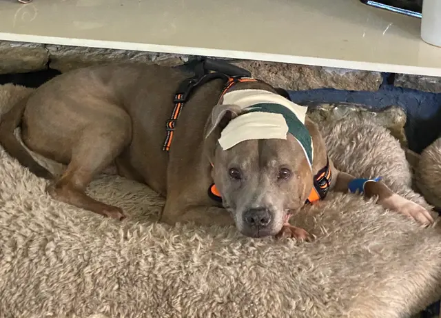 Customer photo of work by Westmoreland Veterinary Clinic, from K and D Salyer's review