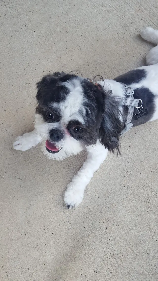 Wagging Tails Pet Store — customer photo 5
