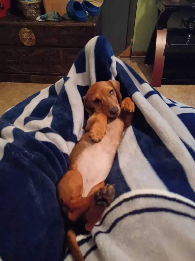 Wagging Tails Pet Store — customer photo 6