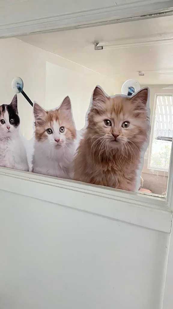 FOUR PAWS PET HOTEL BOUTIQUE & SPA — photo from the business 6