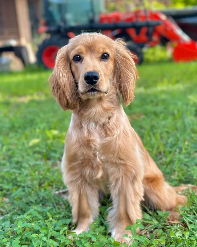 FOUR PAWS PET HOTEL BOUTIQUE & SPA — customer photo 3