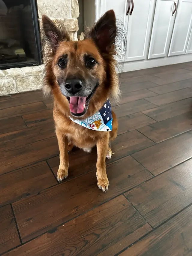 FOUR PAWS PET HOTEL BOUTIQUE & SPA — customer photo 4