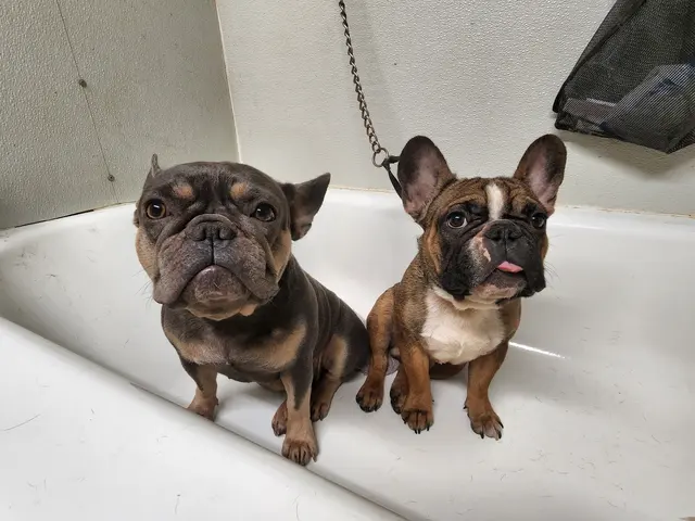 K9 King Dog Grooming & Boarding. — customer photo 2