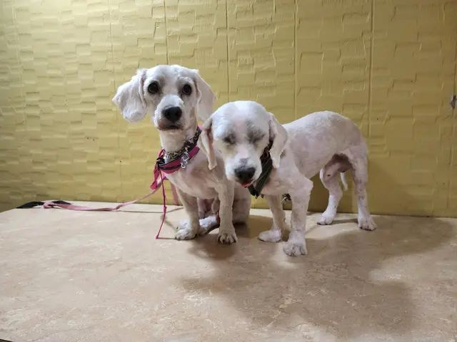 K9 King Dog Grooming & Boarding. — customer photo 6