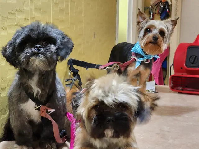 K9 King Dog Grooming & Boarding. — customer photo 9
