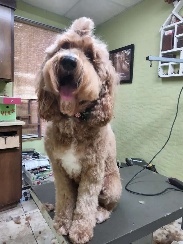 K9 King Dog Grooming & Boarding. — customer photo 7