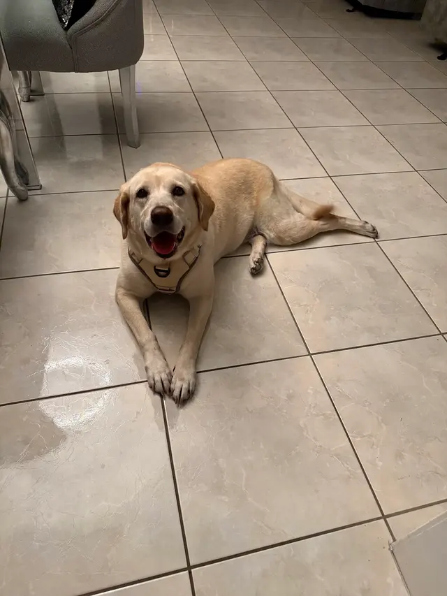K9 King Dog Grooming & Boarding. — customer photo 5