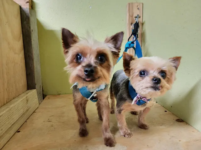 K9 King Dog Grooming & Boarding. — customer photo 8