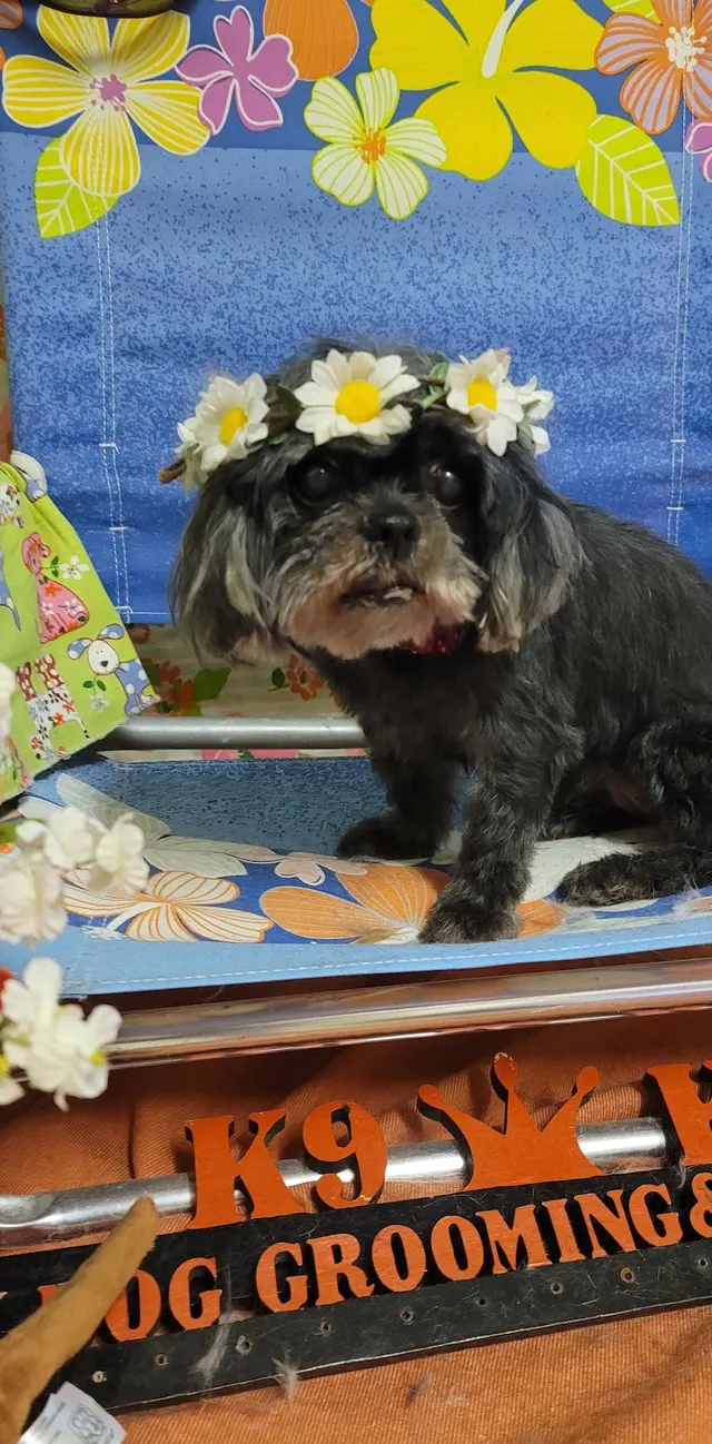 K9 King Dog Grooming & Boarding. — customer photo 1