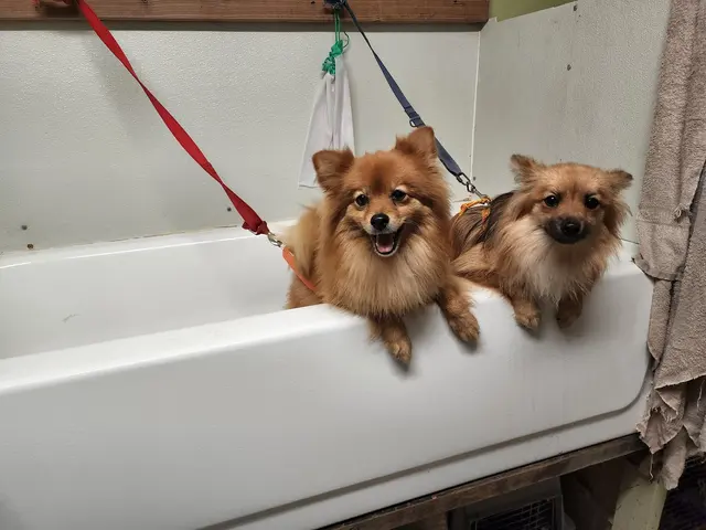 K9 King Dog Grooming & Boarding. — customer photo 3