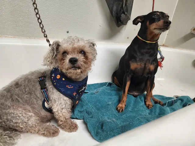K9 King Dog Grooming & Boarding. — customer photo 4