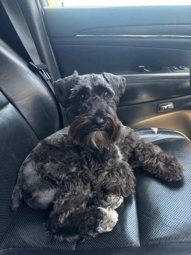 K9 King Dog Grooming & Boarding. — customer photo 10