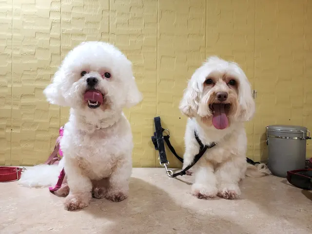 K9 King Dog Grooming & Boarding. — customer photo 11