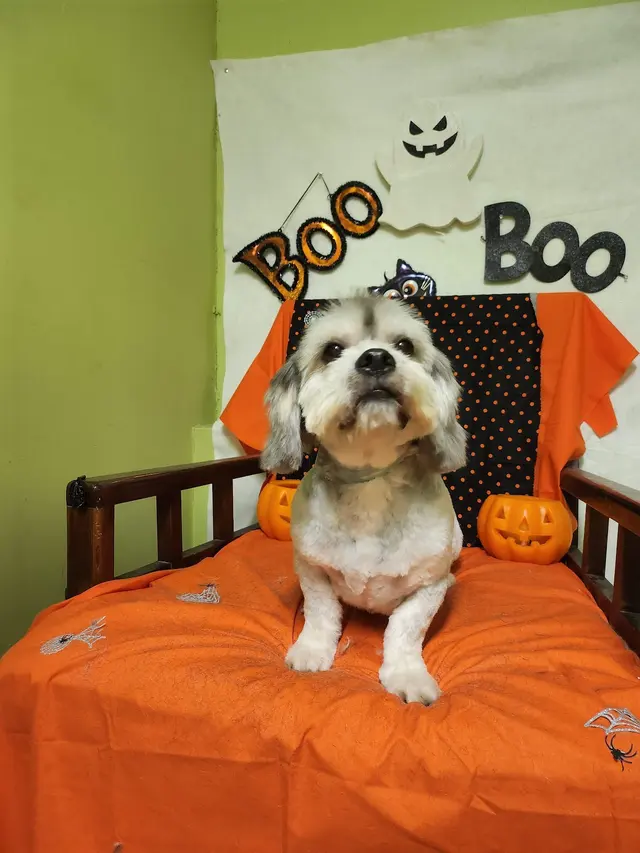 K9 King Dog Grooming & Boarding. — customer photo 12
