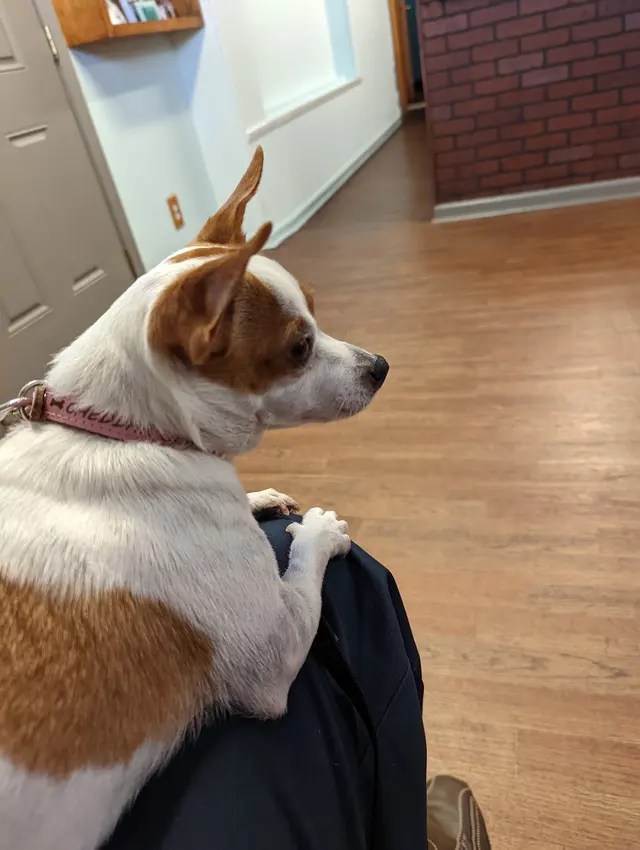 Sumner Springs Veterinary Clinic — customer photo 10