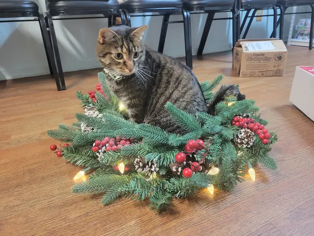 Sumner Springs Veterinary Clinic — photo from the business 11