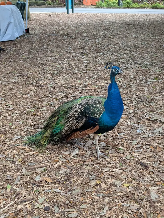 Flamingo Gardens — customer photo 11