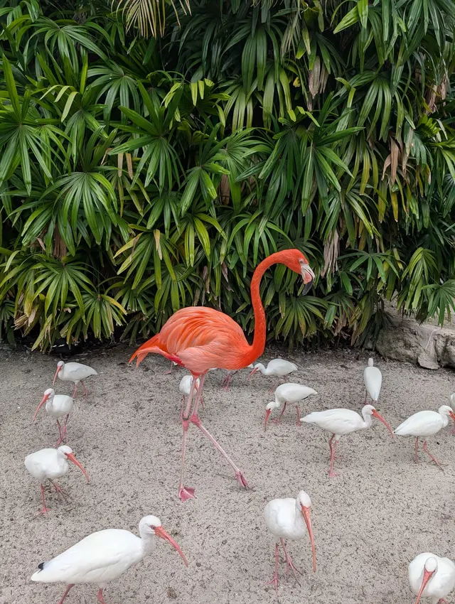 Flamingo Gardens — customer photo 7