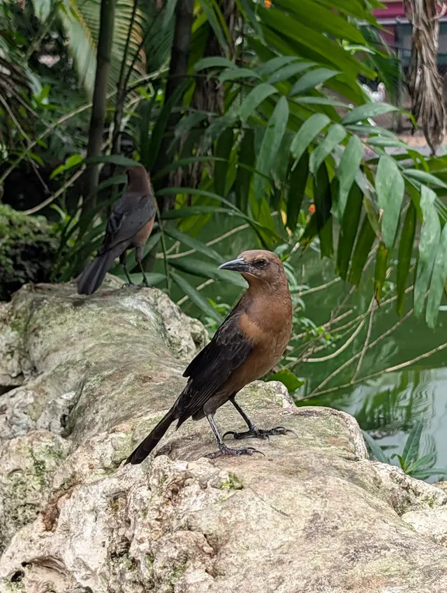 Flamingo Gardens — customer photo 10