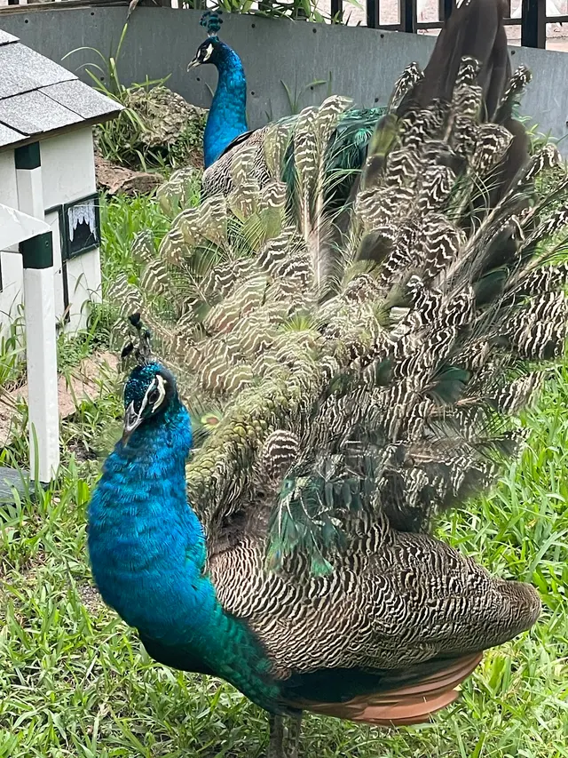Customer photo of work by Flamingo Gardens, from Mark F's review