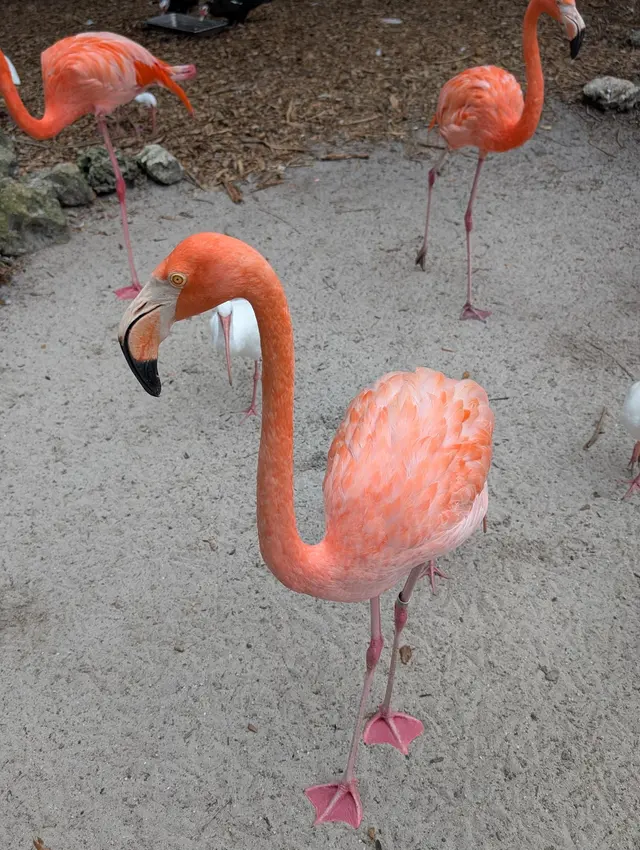 Flamingo Gardens — customer photo 8