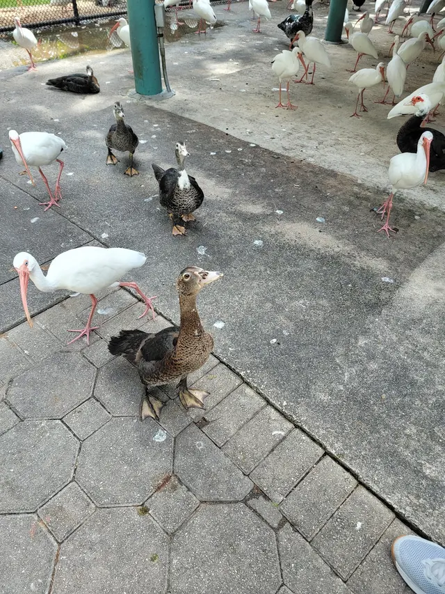 Customer photo of work by Flamingo Gardens, from Julie Swain's review