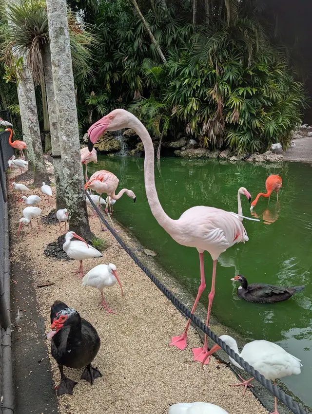 Flamingo Gardens — customer photo 9
