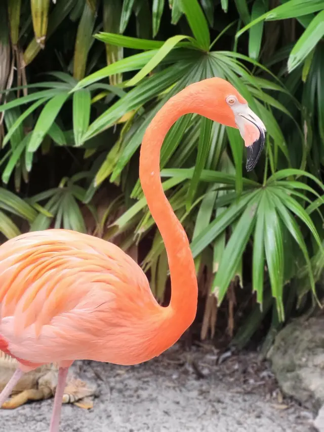 Flamingo Gardens — customer photo 1