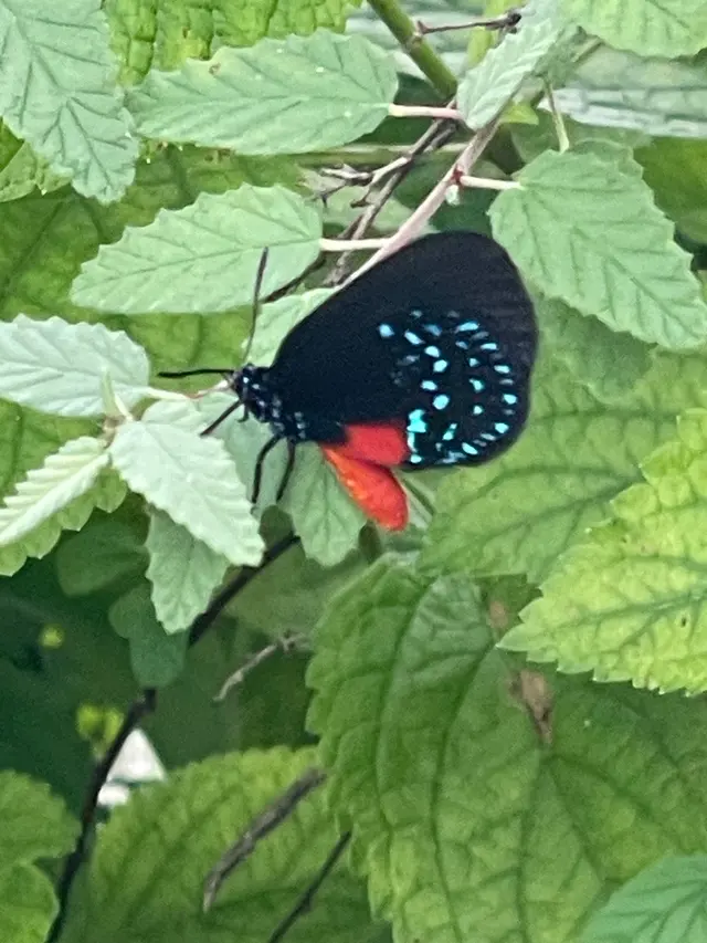 Customer photo of work by Flamingo Gardens, from Mark F's review