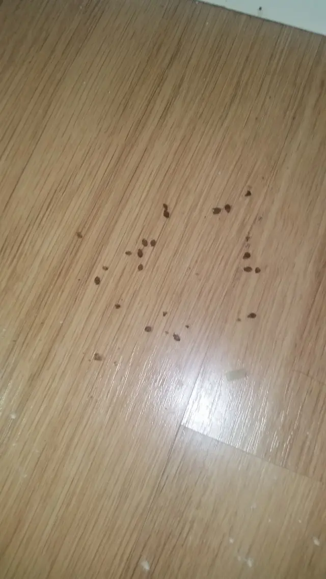 Professional Exterminators of Redding — photo from the business 9
