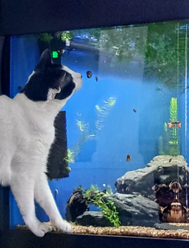 Paws and Prayers — customer photo 12