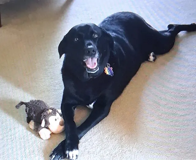 Paws and Prayers — customer photo 2
