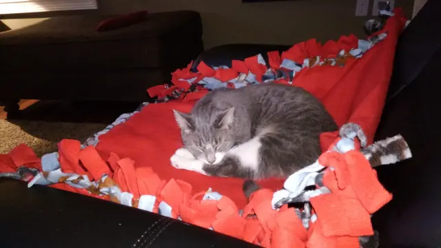 Customer photo of work by Paws and Prayers, from TAZ CAT's review