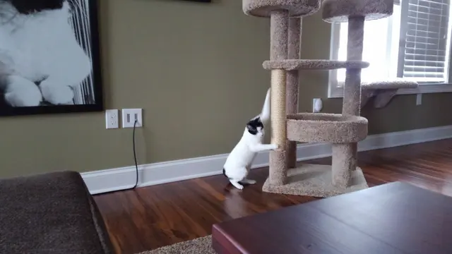 Customer photo of work by Paws and Prayers, from TAZ CAT's review