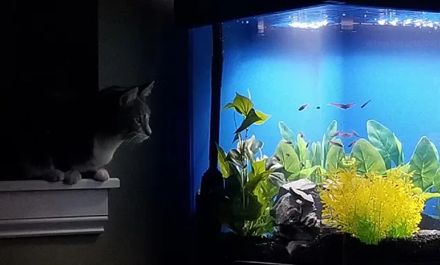 Paws and Prayers — customer photo 3