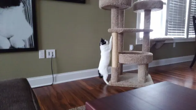 Customer photo of work by Paws and Prayers, from TAZ CAT's review