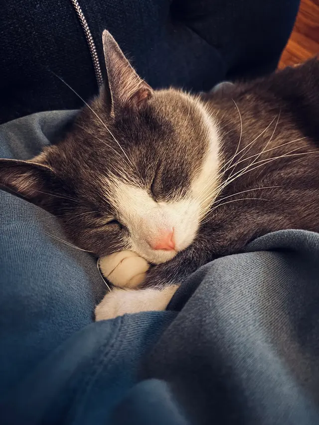 Paws and Prayers — customer photo 1