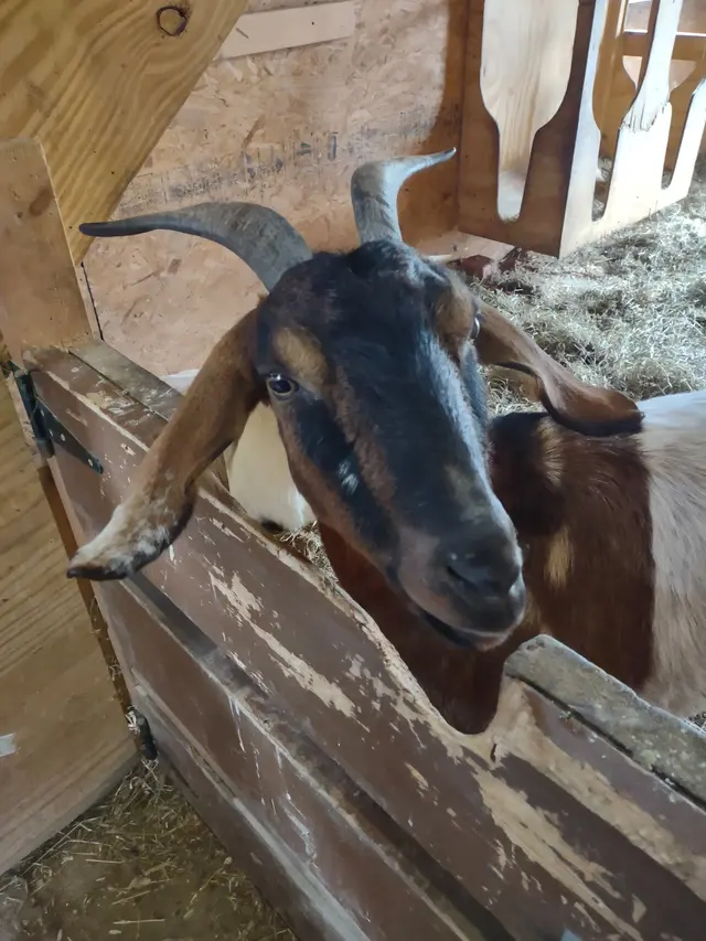 Happy Trails Farm Animal Sanctuary, Inc. — customer photo 7