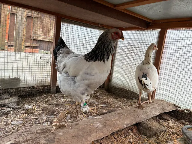 Customer photo of work by Happy Trails Farm Animal Sanctuary, Inc., from Michelle W's review