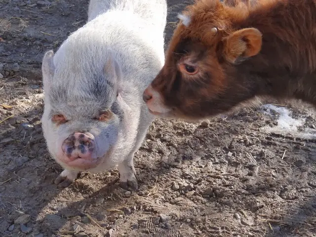 Happy Trails Farm Animal Sanctuary, Inc. — photo from the business 12