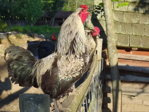 Happy Trails Farm Animal Sanctuary, Inc. — photo from the business 10