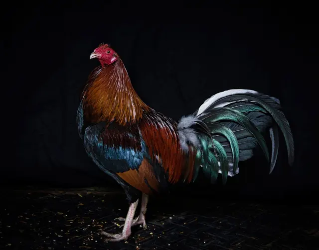 Happy Trails Farm Animal Sanctuary, Inc. — photo from the business 11