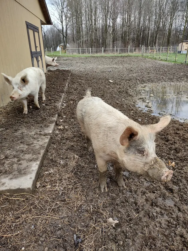 Happy Trails Farm Animal Sanctuary, Inc. — customer photo 4