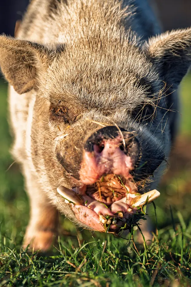Happy Trails Farm Animal Sanctuary, Inc. — customer photo 3