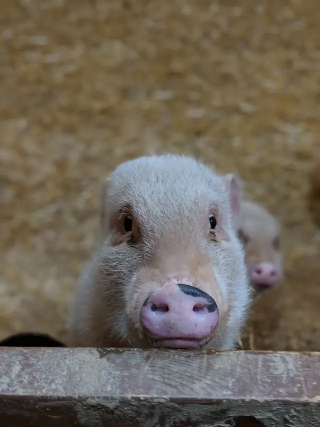 Happy Trails Farm Animal Sanctuary, Inc. — customer photo 2