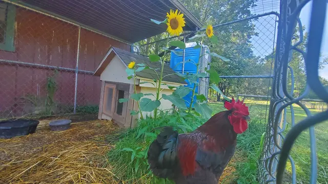 Happy Trails Farm Animal Sanctuary, Inc. — customer photo 8