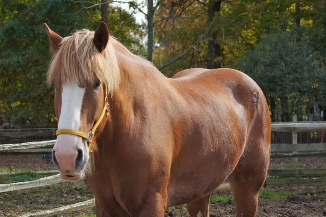 Happy Trails Farm Animal Sanctuary, Inc. — photo from the business 9