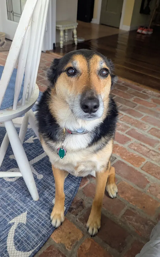 Animal Hospital at West Ridge — customer photo 10