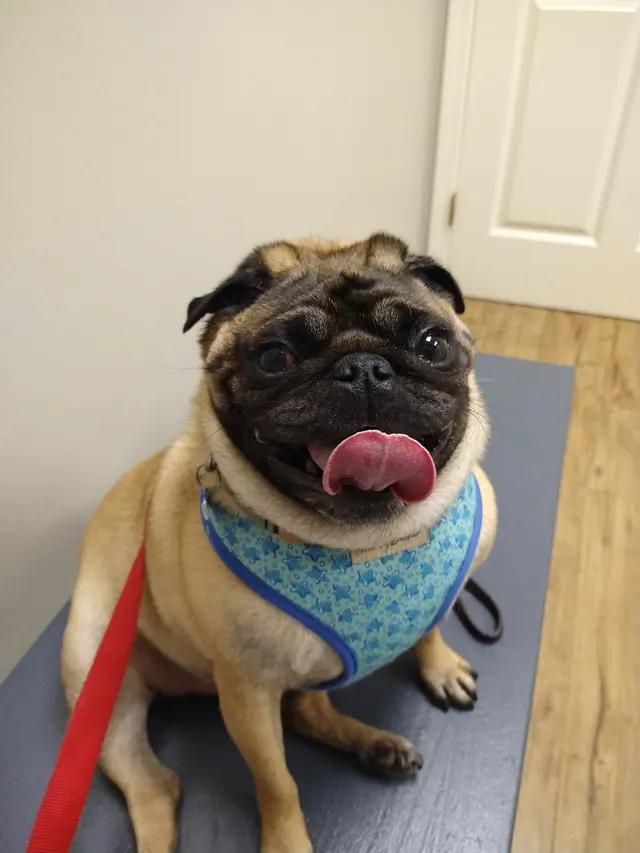 Animal Hospital at West Ridge — customer photo 3